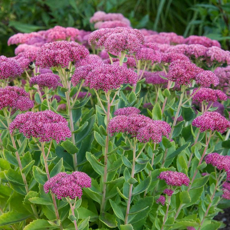 Pinch Tall Varieties In Spring To Stop Flopping