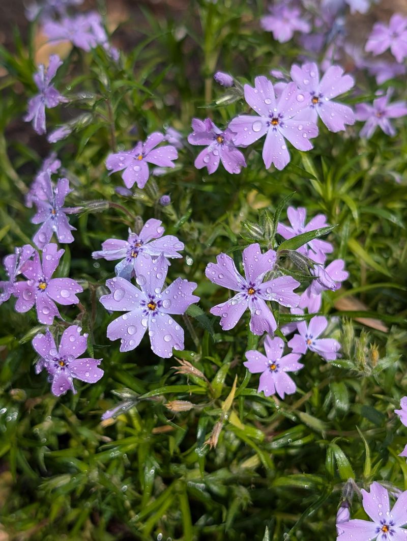 Pinch Tips In Late Spring For Fuller Plants Pinch Tips In Late Spring For Fuller Plants