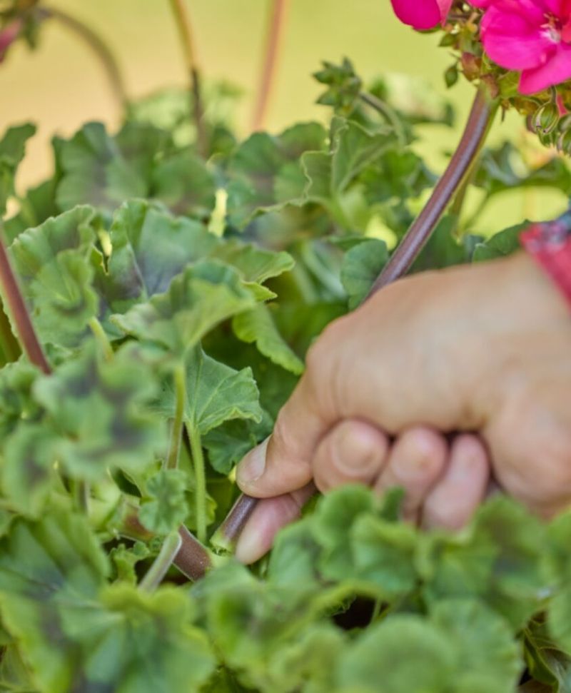 Pinch Tips for Bushier Plants