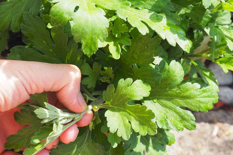 Pinching Spring Mum Shoots Gives You A Fuller Fall Show