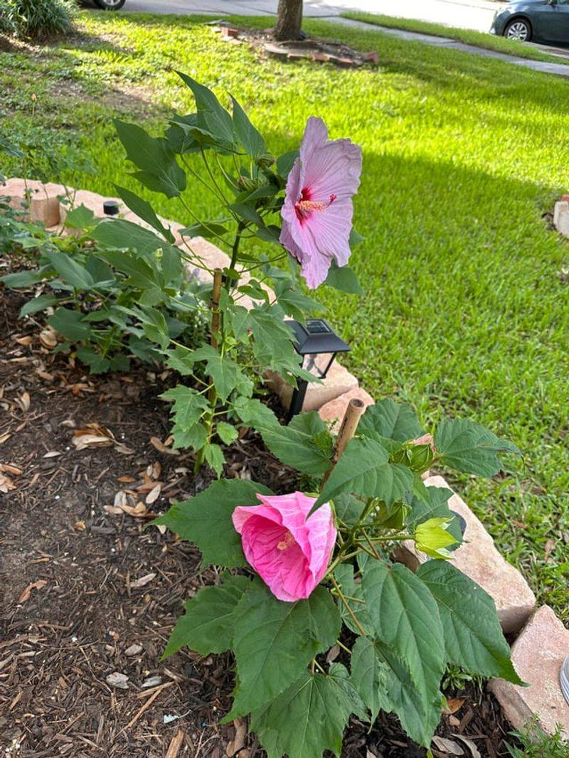 Pinching The Tips Pauses Blooms For A While Pinching The Tips Pauses Blooms For A While