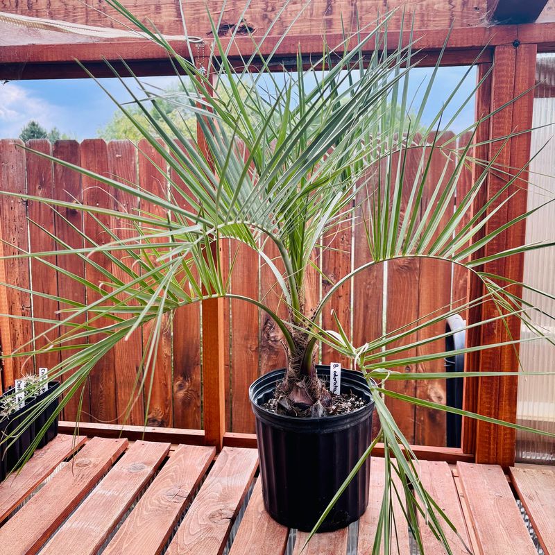 Pindo Palm Adds Silvery Blue Fronds
