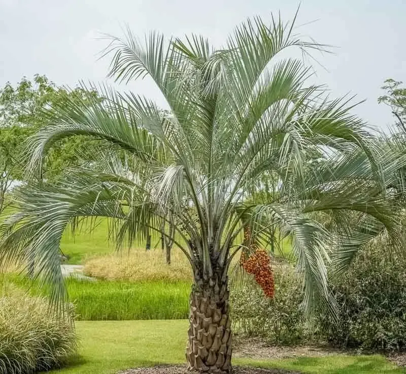 Pindo Palm