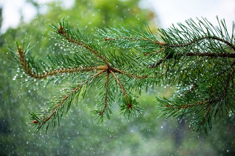 Pine Needle Garden Paths And Slopes Stay Put When Rain Hits