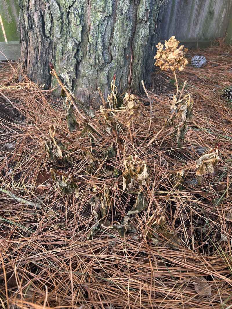 Pine Needles Let Rain Through Without Matting Down