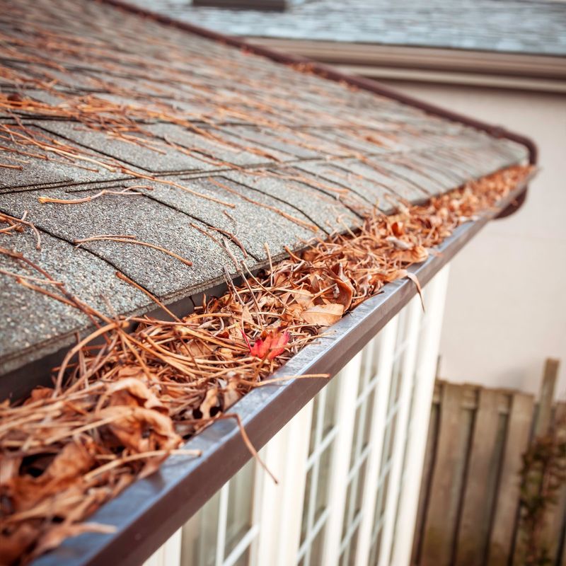 Pine Needles Packed In Gutters