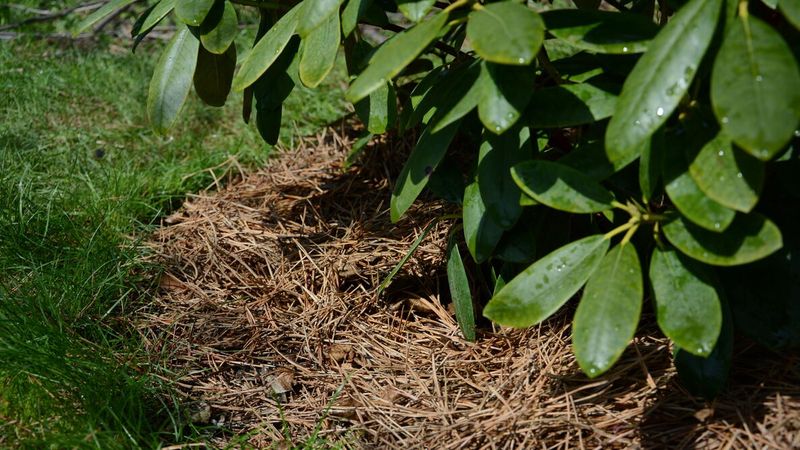 Pine Needles Work Well On Slopes And Acidic Beds