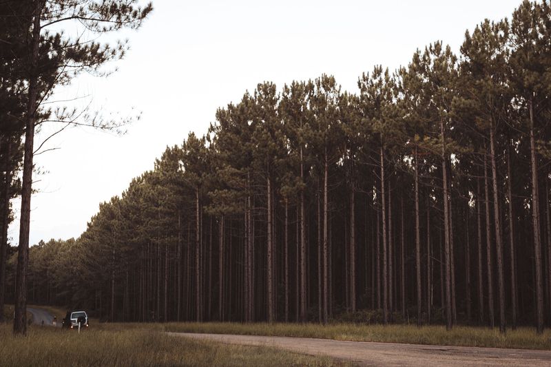 Pines Are Common Across Virginia