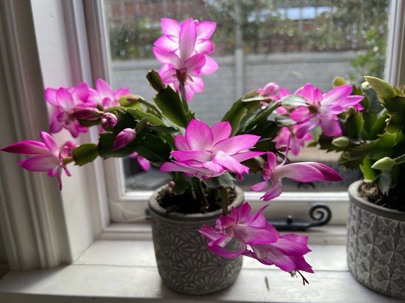 Pink And White Bicolor Mixes Two Looks Pink And White Bicolor Mixes Two Looks