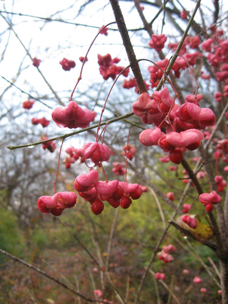 Pink Capsules Split Open To Show Red Seeds