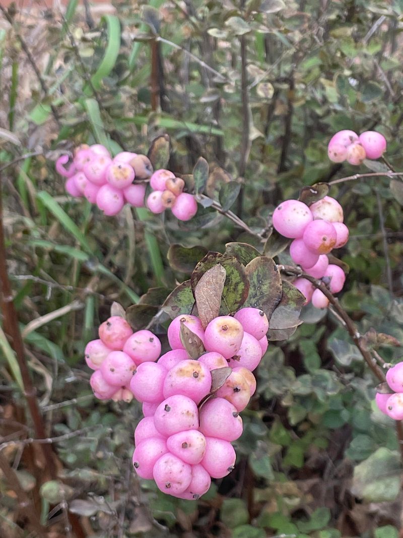 Pink Clusters That Ripen Along Arching Branches