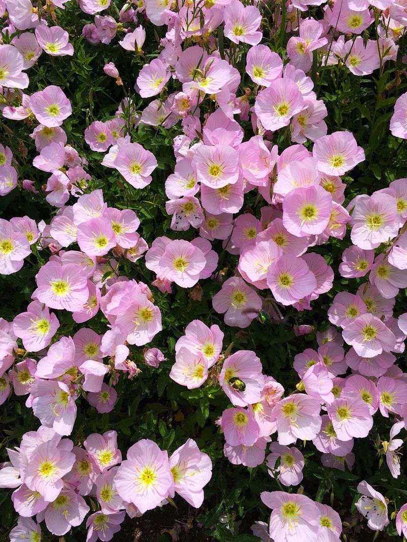 Pink Evening Primrose For Soft Pink Carpets