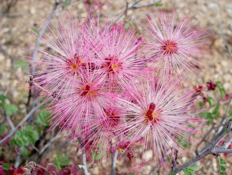 Pink Fairy Duster Pink Fairy Duster
