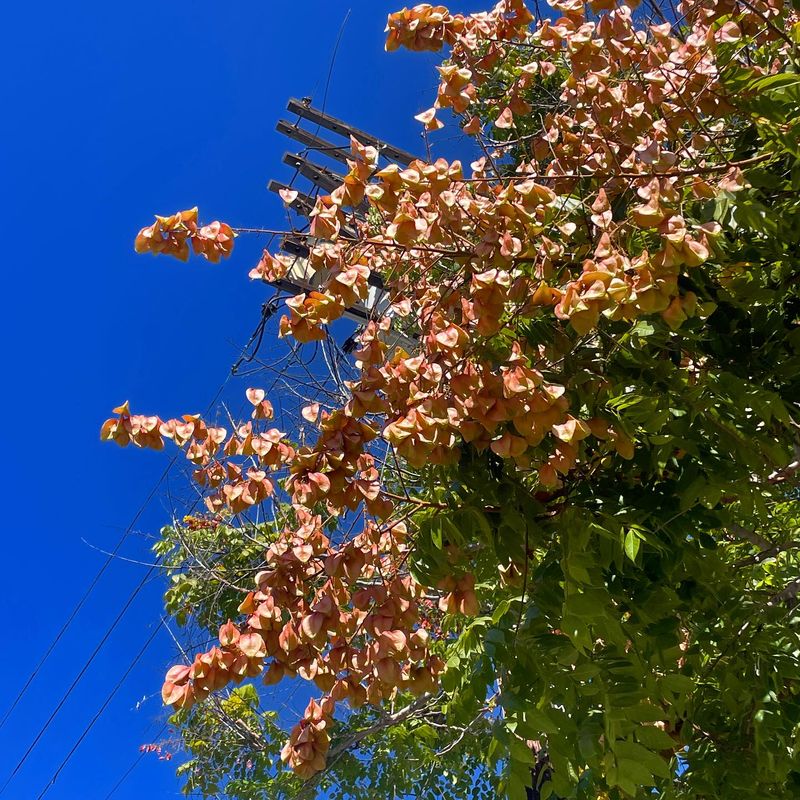 Pink Lanterns Can Point To The Chinese Flame Tree