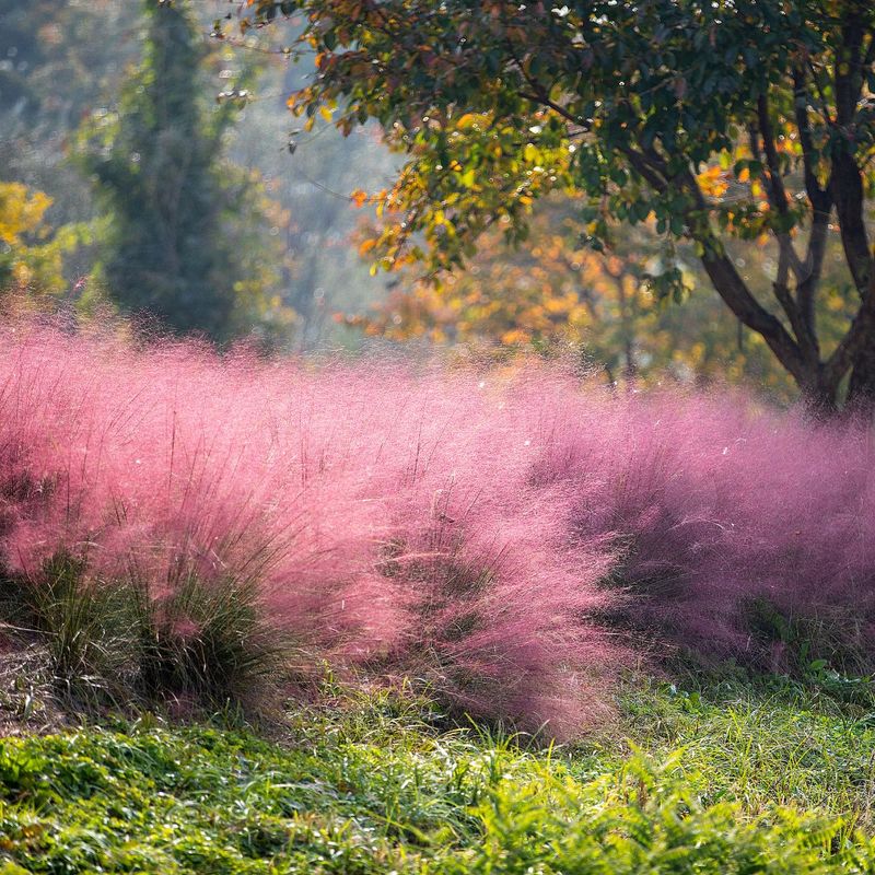 Pink Muhly Pink Muhly