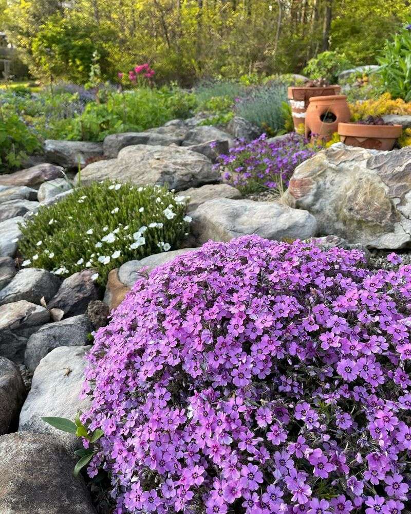 Pink Purple White And Blue Blooms Arrive In Early Spring
