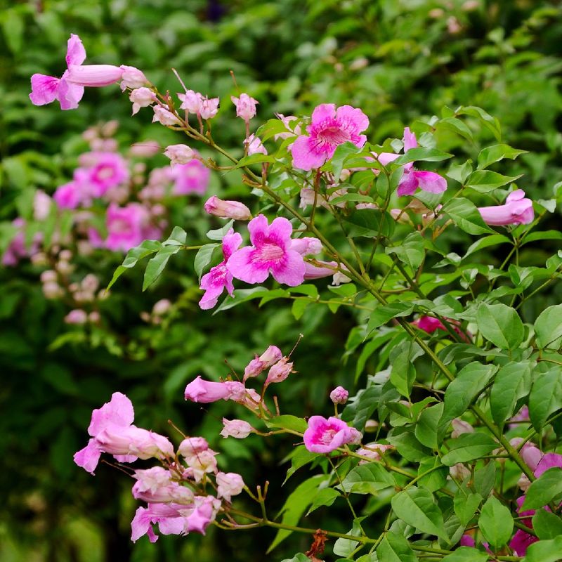 Pink Trumpet Vine