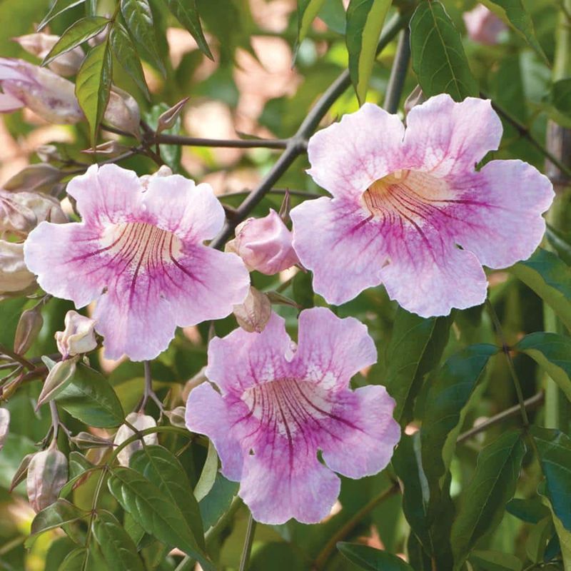 Pink Trumpet Vine Pink Trumpet Vine