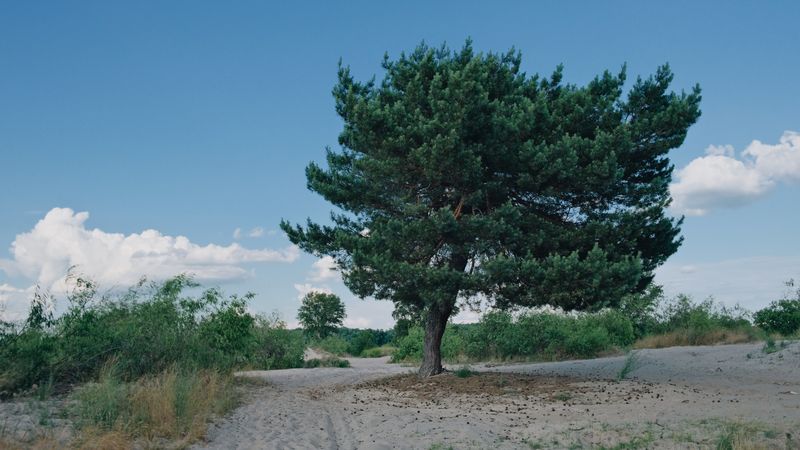 Pitch Pine As A Sturdy Anchor In Sandy Soil Pitch Pine As A Sturdy Anchor In Sandy Soil