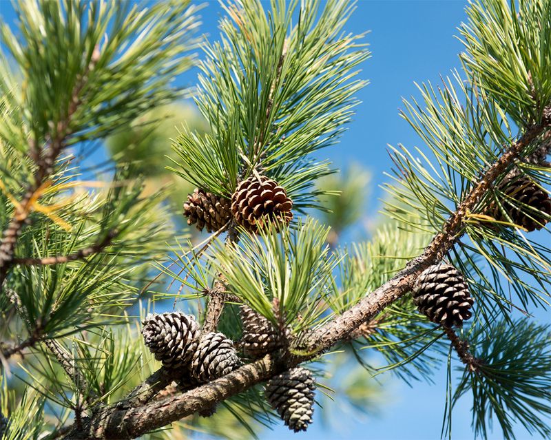 Pitch Pine Loves Rugged Ridges