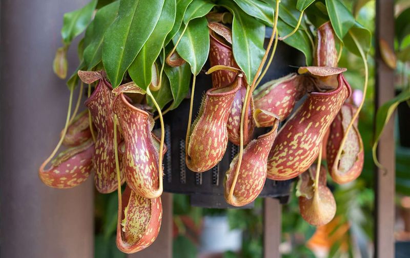 Pitcher Plants Lure Insects Inside