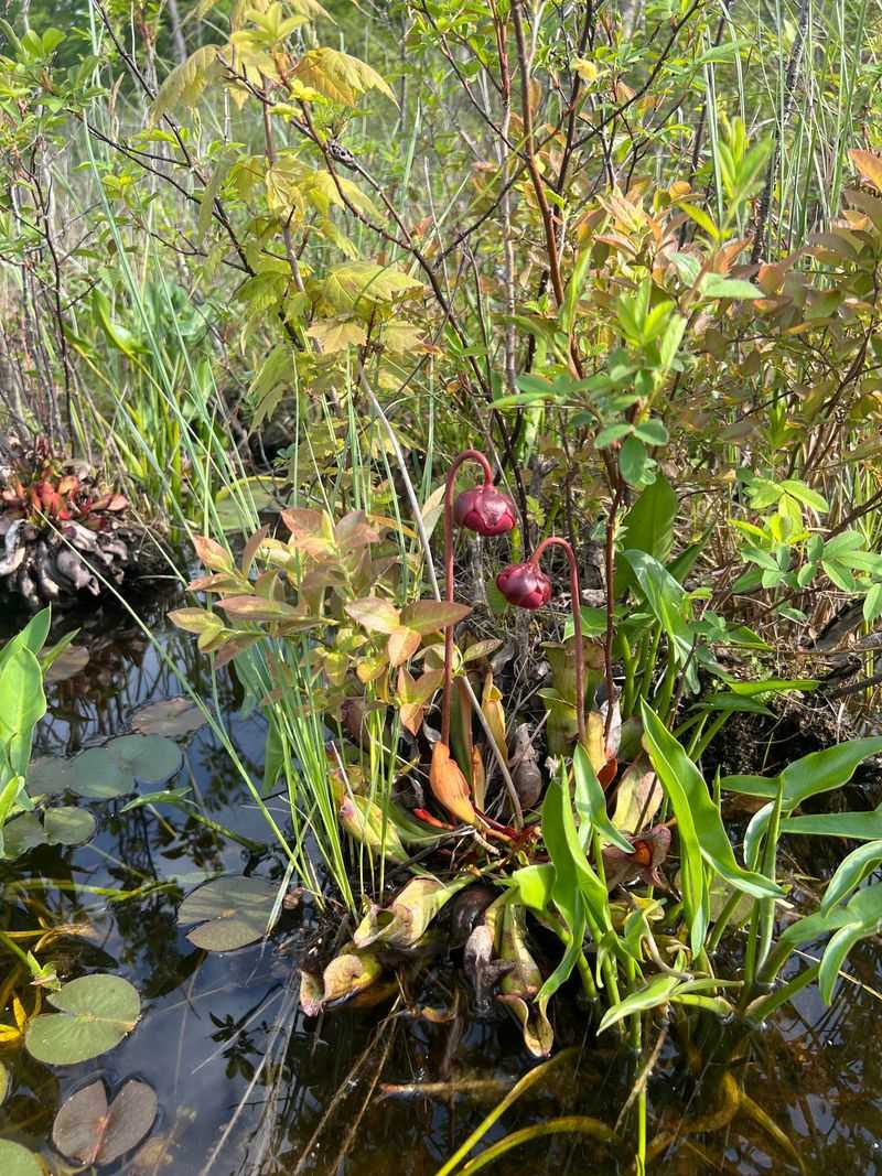 Pitcher Plants Trap And Digest Insects Pitcher Plants Trap And Digest Insects