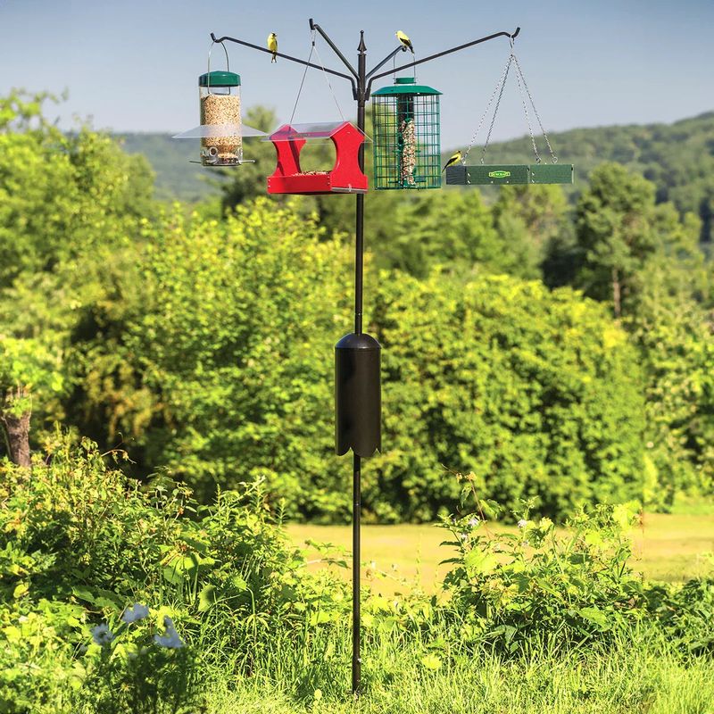 Place Feeders Near Shrubs For Escape Cover Place Feeders Near Shrubs For Escape Cover