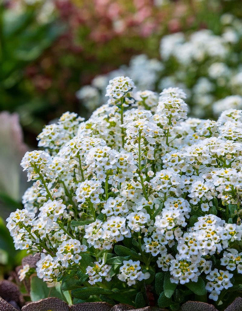 Place Fragrant Sweet Alyssum Or Dianthus Near The Door
