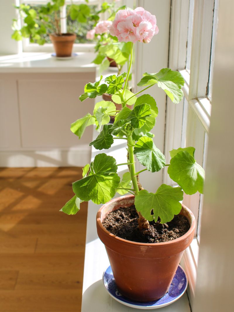 Place Potted Plants In Your Brightest Window Place Potted Plants In Your Brightest Window