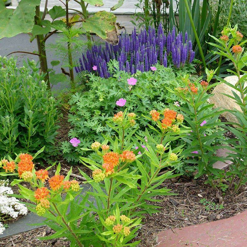 Place milkweed where children and animals cannot chew it