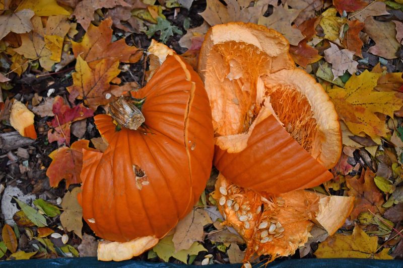 Plain Pumpkin Breaks Down Well In A Compost Pile Plain Pumpkin Breaks Down Well In A Compost Pile