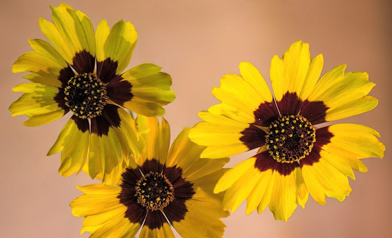 Plains Coreopsis For Bright Golden Waves