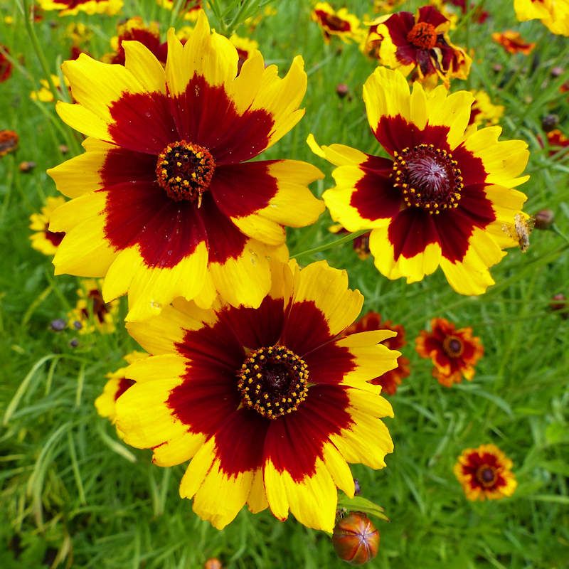 Plains Coreopsis Paints The Meadow In Bold Colors