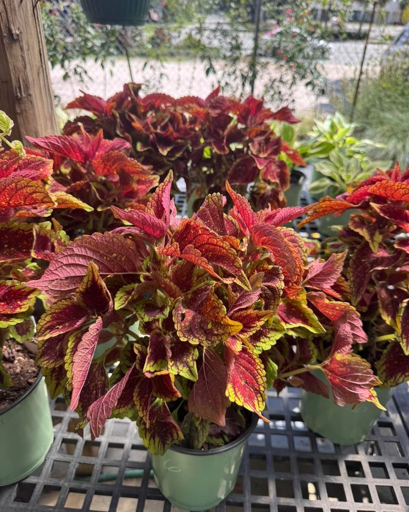 Plan Ahead For Next Spring