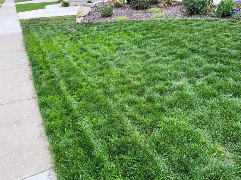 Plan Ahead With Tough Grasses Plan Ahead With Tough Grasses