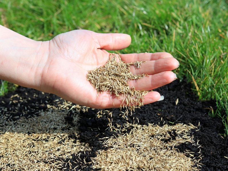 Plan An Early Spring Seeding As Backup Plan An Early Spring Seeding As Backup