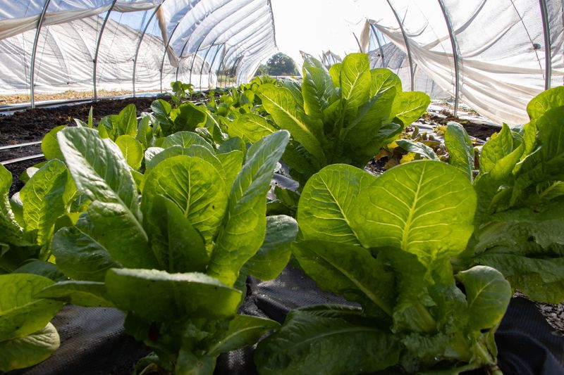 Plan Around Light For A Better Fall Garden