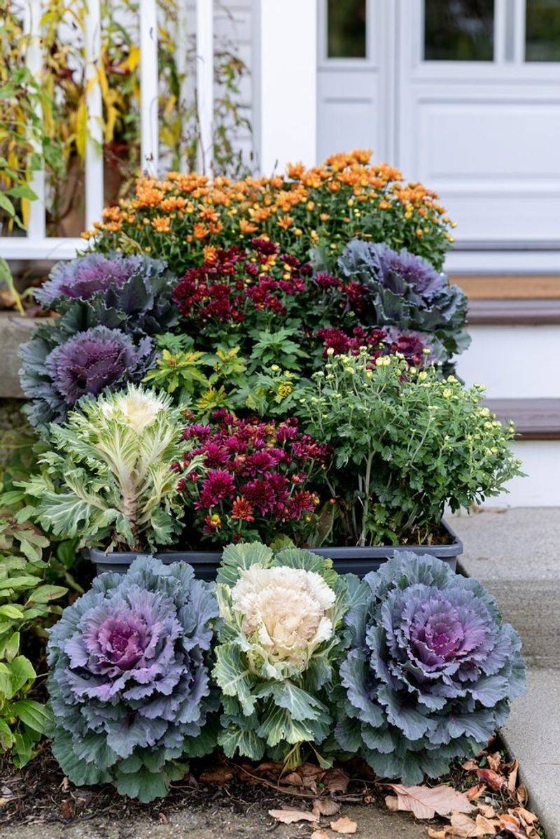 Plan For Mums To Fade And Kale To Shine