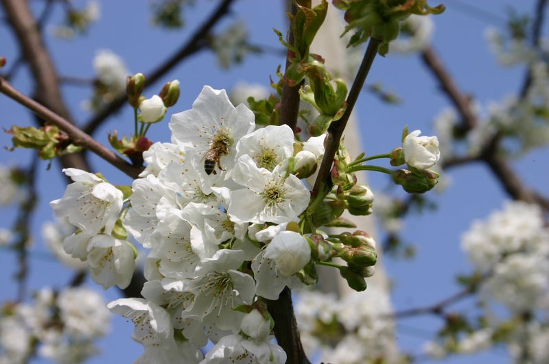 Plan For Pollination Partners Plan For Pollination Partners