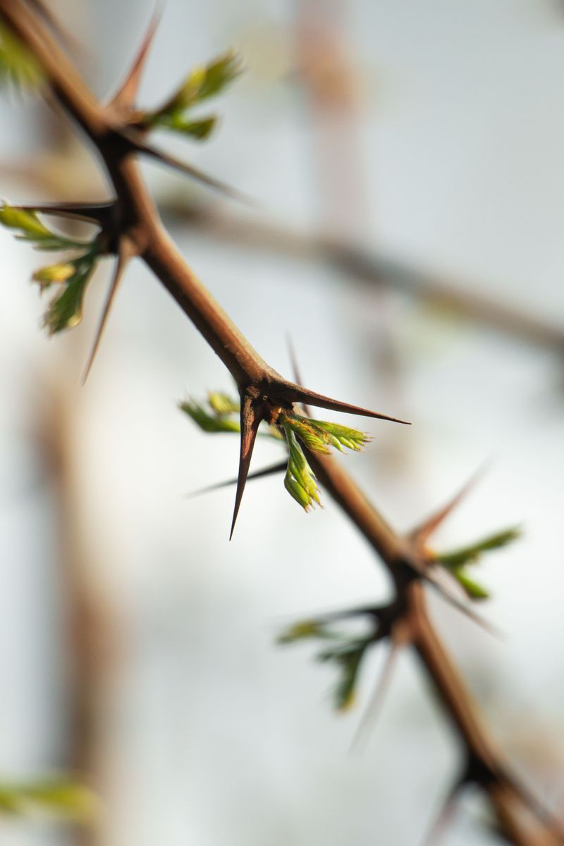 Plan For Thorns, Suckers, And A Second Tree