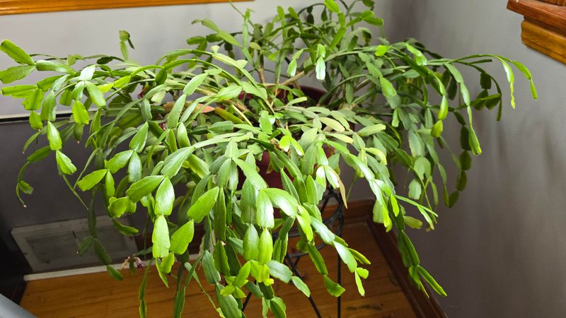 Plan On Repotting Every 2 To 3 Years