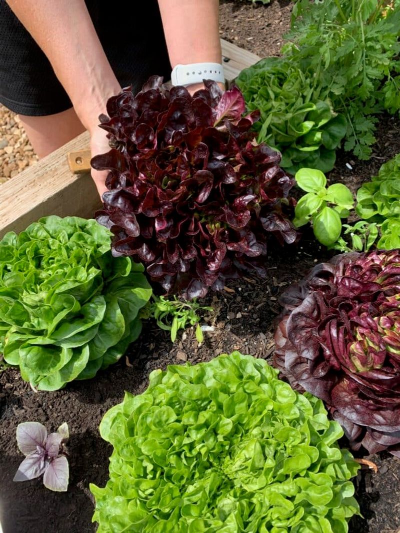 Plan Successive Plantings To Keep Beds Productive Longer Plan Successive Plantings To Keep Beds Productive Longer