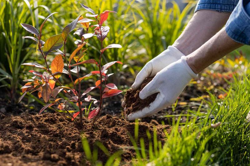 Plan To Get Plants In The Ground About Six Weeks Before Hard Frost Plan To Get Plants In The Ground About Six Weeks Before Hard Frost