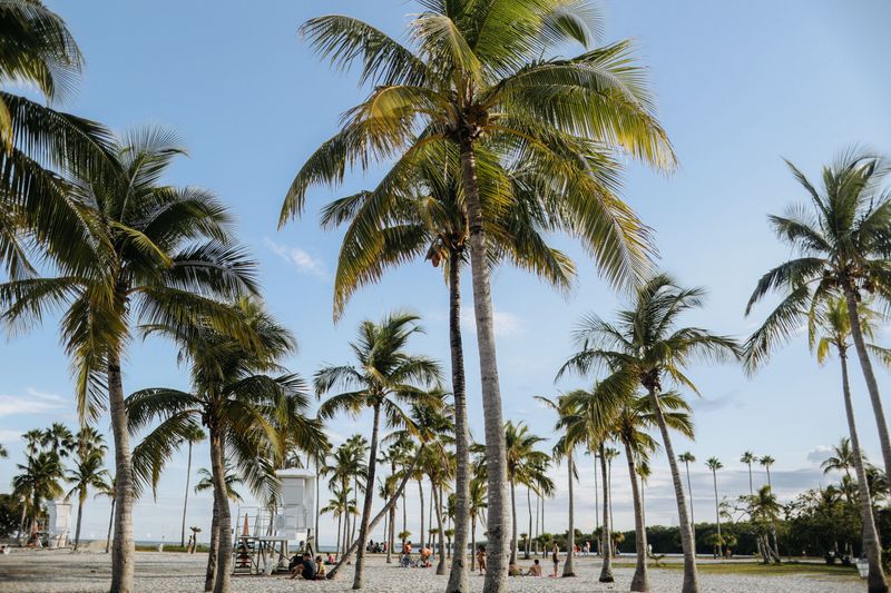 Plan Your Fall Palm Feeding Around Your Region Plan Your Fall Palm Feeding Around Your Region