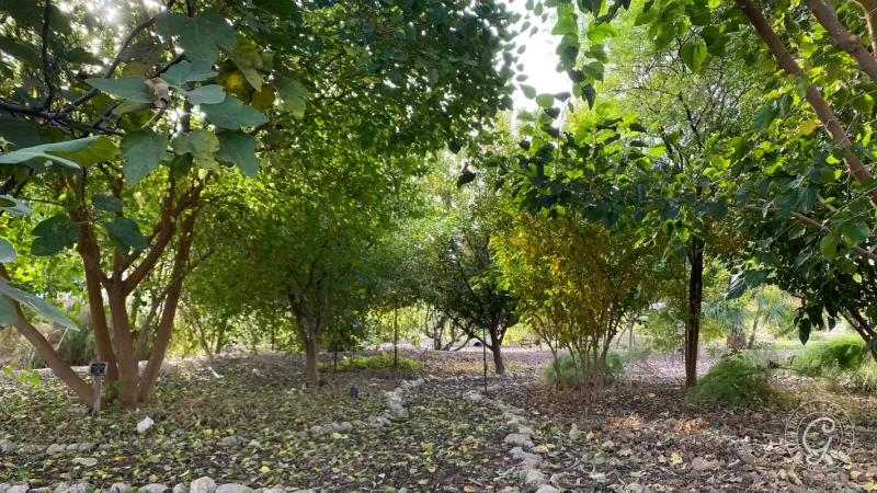 Plan complementary plantings around mature size