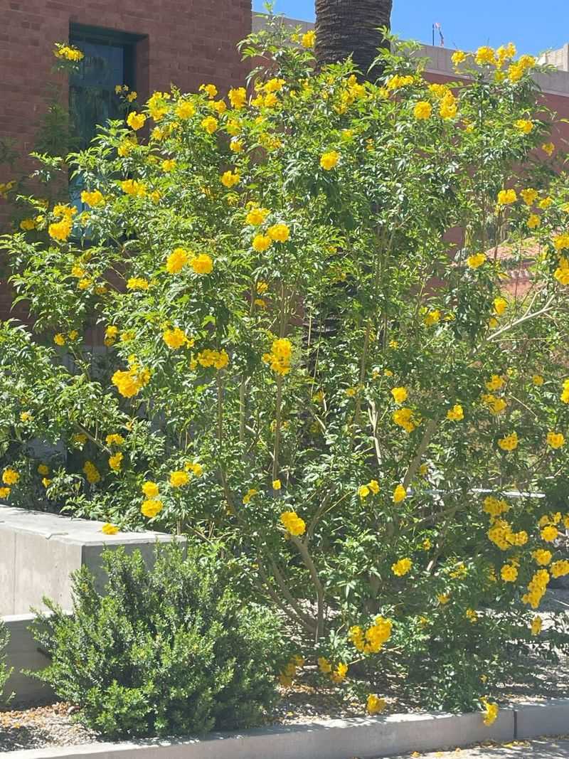 Plan for a Full-Sized Shrub and a Suitable Arizona Climate