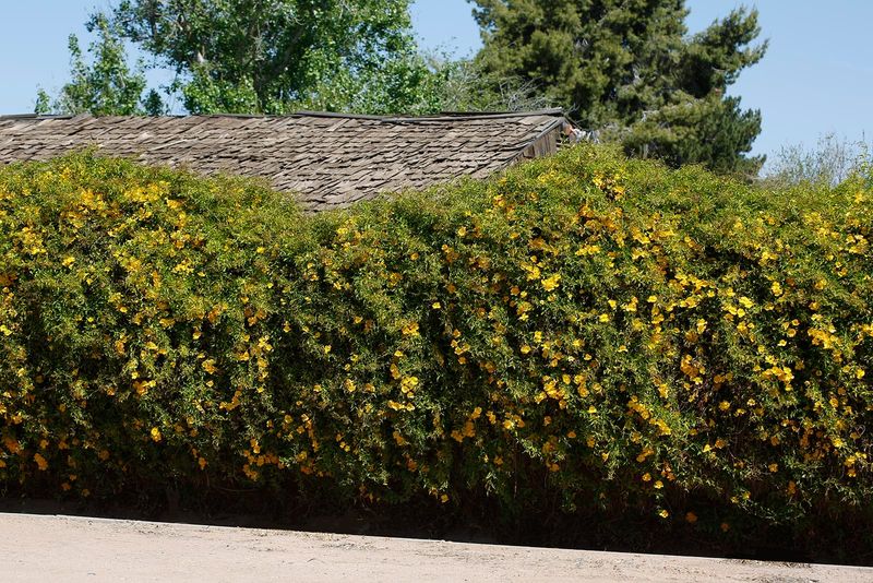 Plan for a vine that can spread well beyond a small trellis