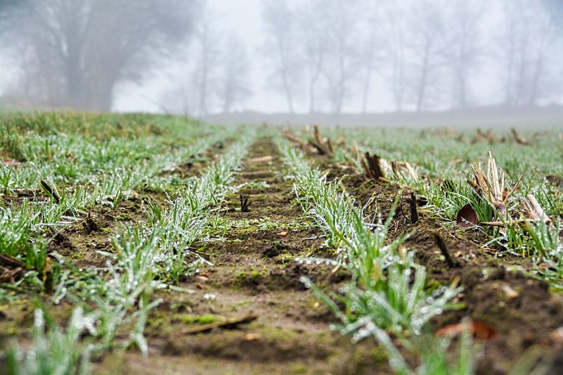 Plant A Cover Crop For Winter