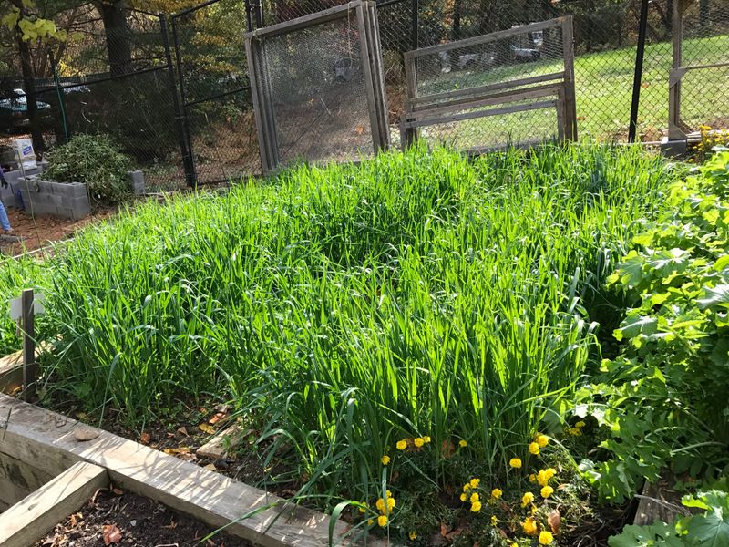 Plant A Cover Crop To Protect Garden Soil