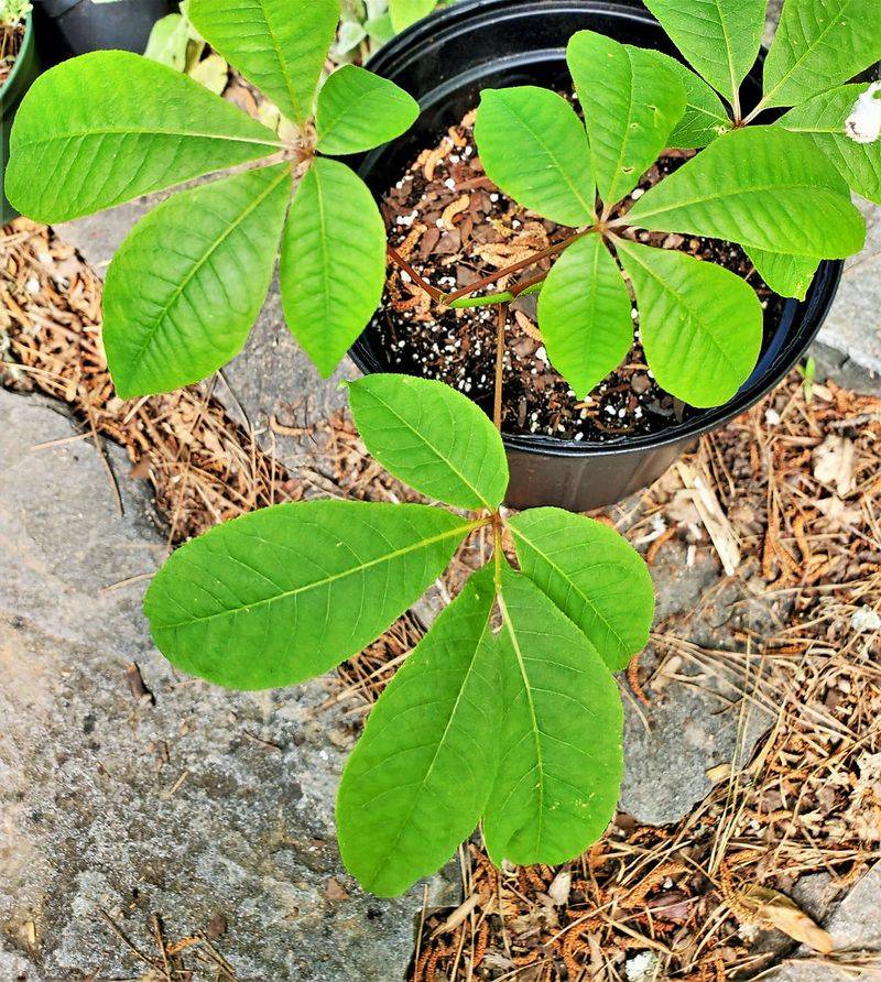 Plant A Few To Grow Your Own Buckeye Tree Plant A Few To Grow Your Own Buckeye Tree